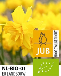 BIO Narcissus Tete Rosette